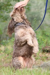 Revolution K9
