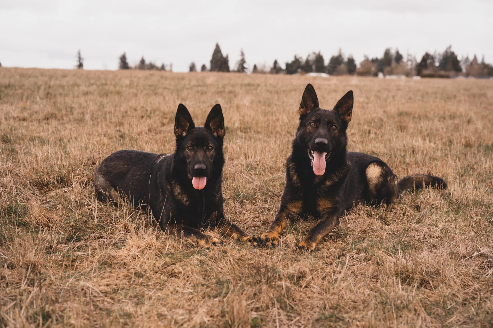 Ivy's Dog Training — dog trainer in Salem, OR
