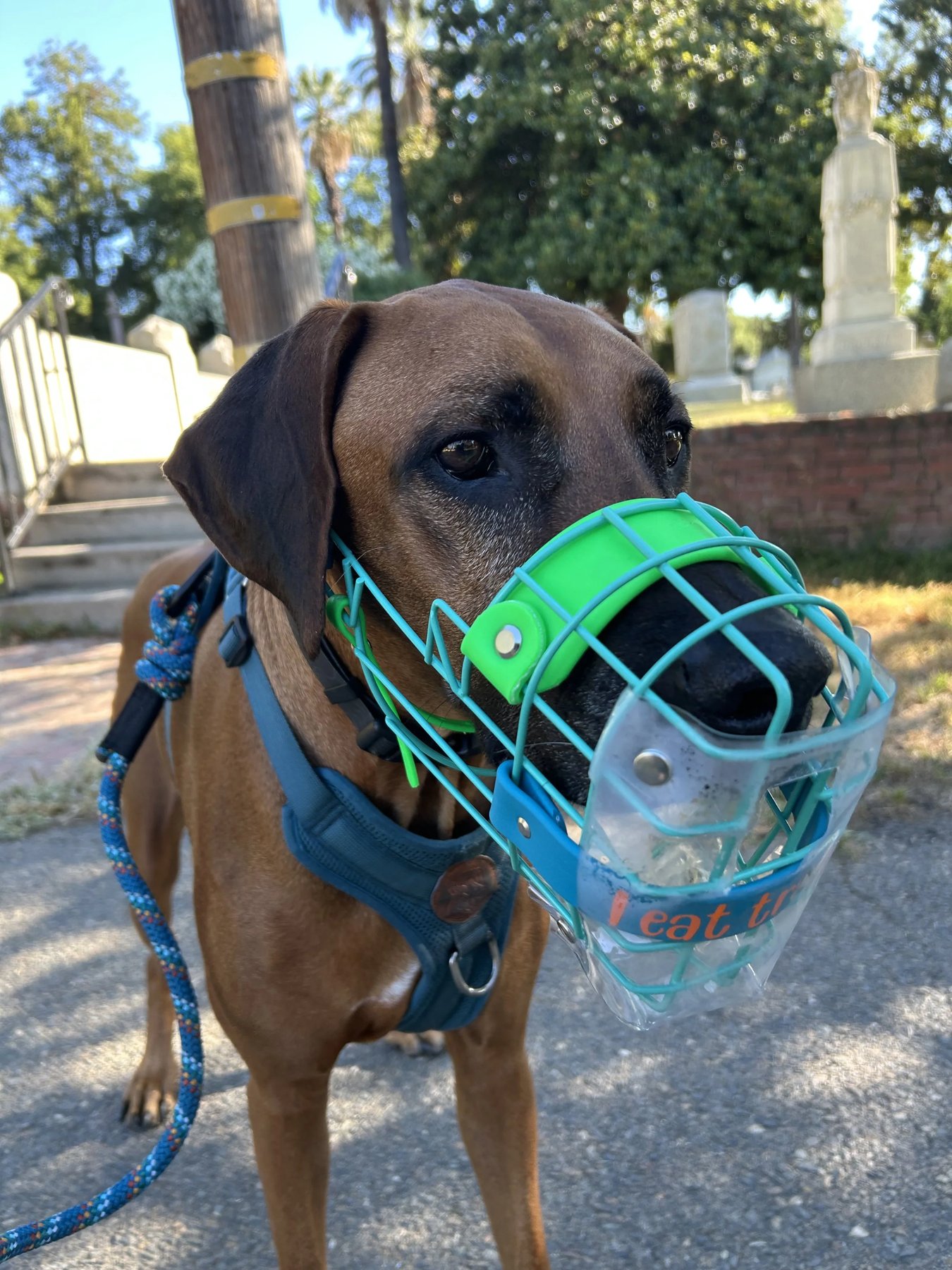 Let Them Lead Dog Training