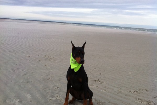A Tail Above — dog trainer in Barnstable, MA