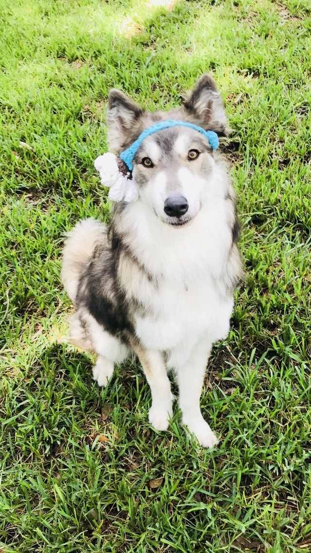 Jolly Dog Training