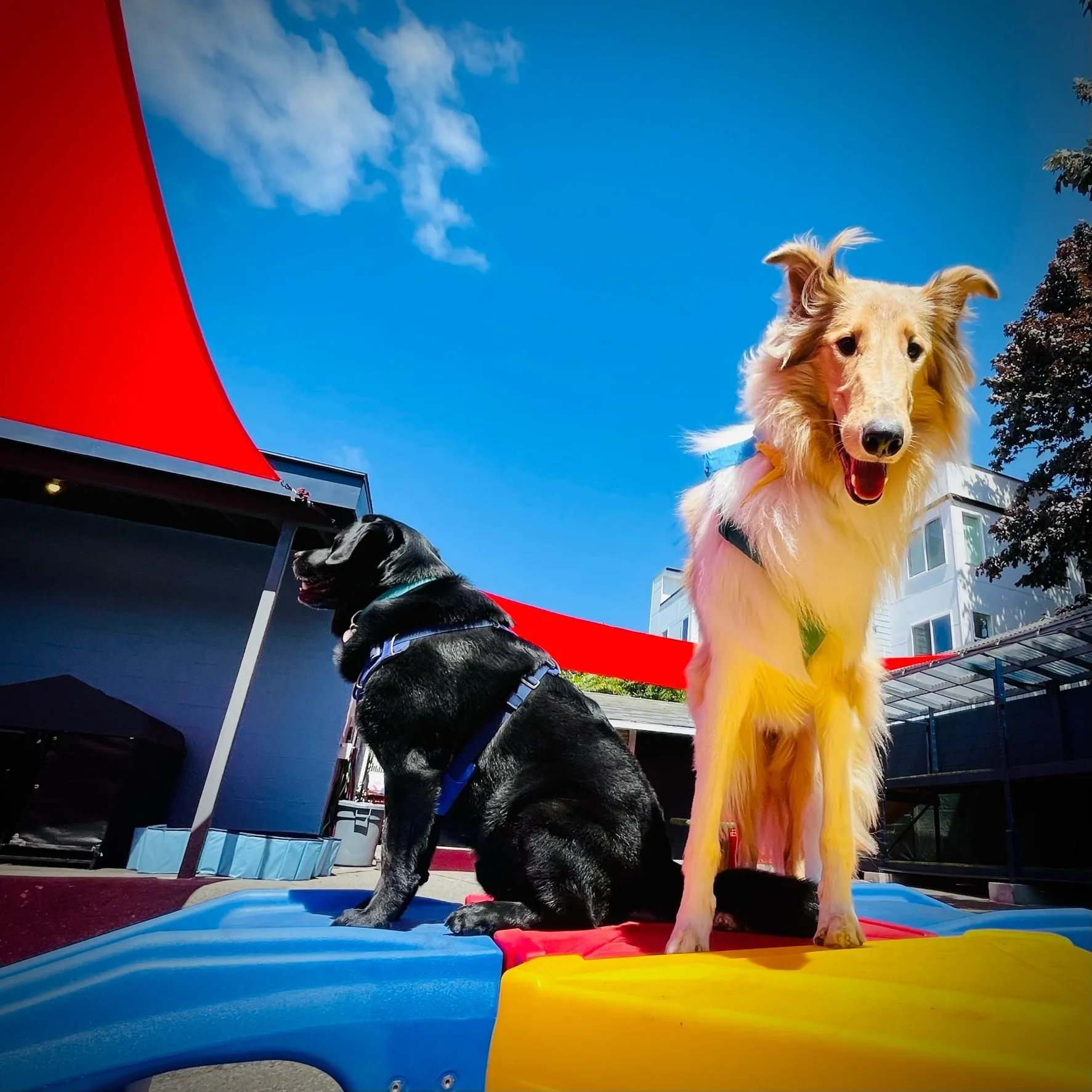 Pups-A-Daisy