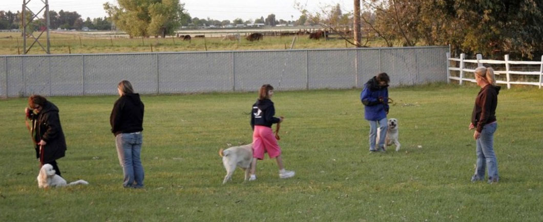 Big Basin Dog Training & Boarding