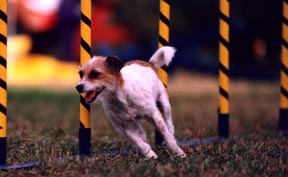 FunQuest Dog Sports, LLC