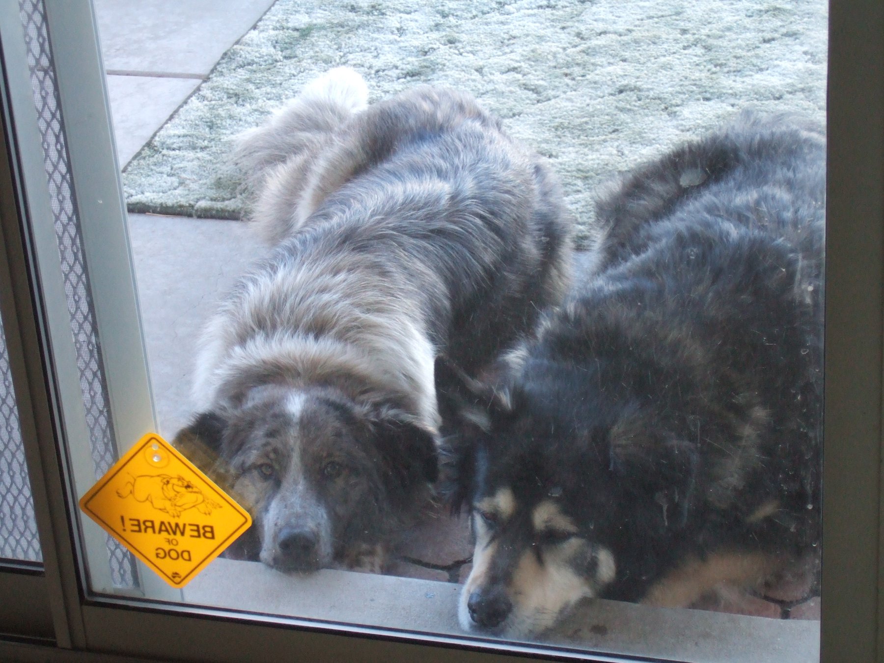 Ralph Clever Working Dogs & Rehabilitation, LLC — dog trainer in Albuquerque, NM