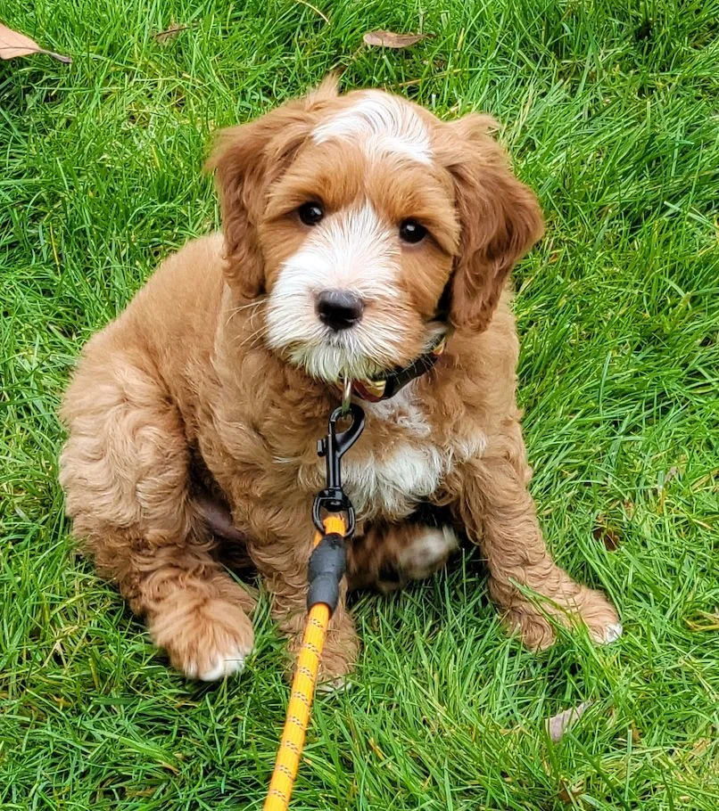 Pups-N-Motion — dog trainer in Nashua, NH
