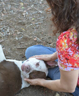 Santa Barbara Dog Whisperer