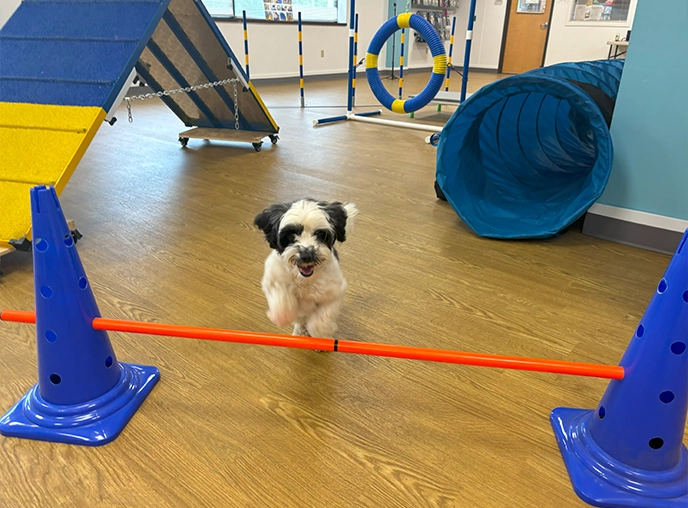 Sit, Stay & Obey Dog Training
