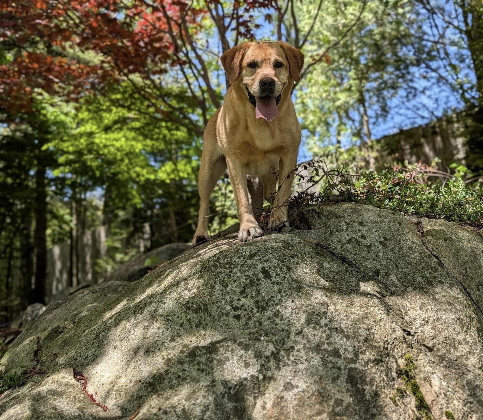 Cavalletto Canine, LLC