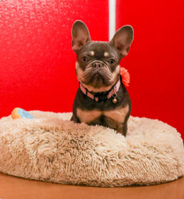 Red Fern Pet Lodge — dog trainer in Ocala, FL