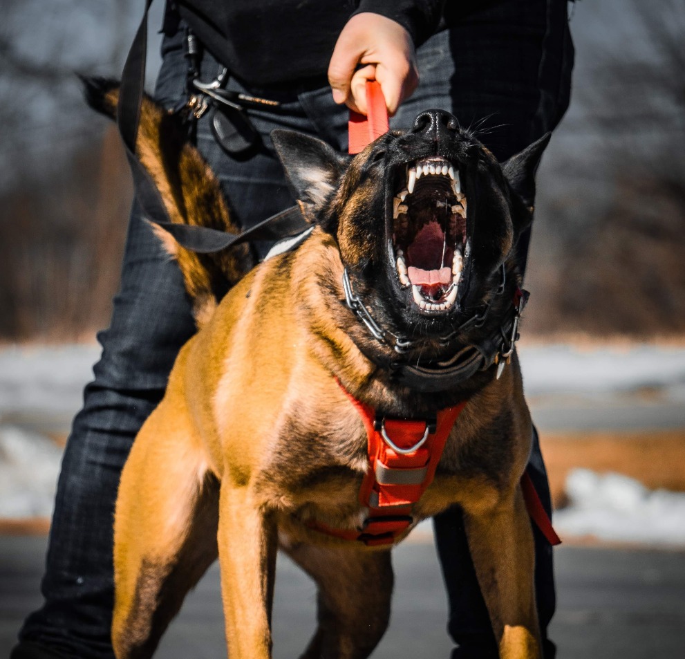 Maine Working Dogs