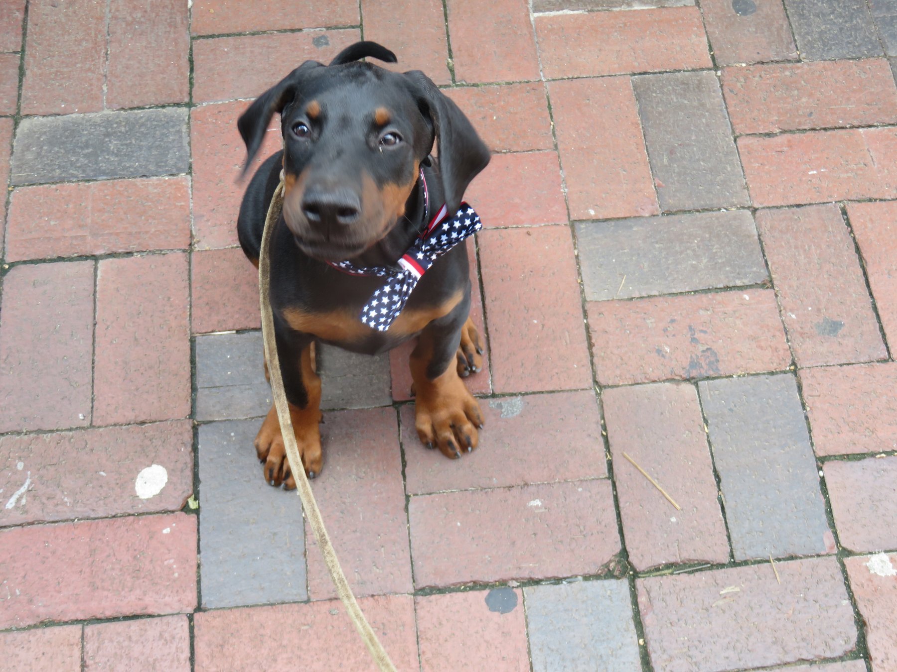 Dog’s First Choice