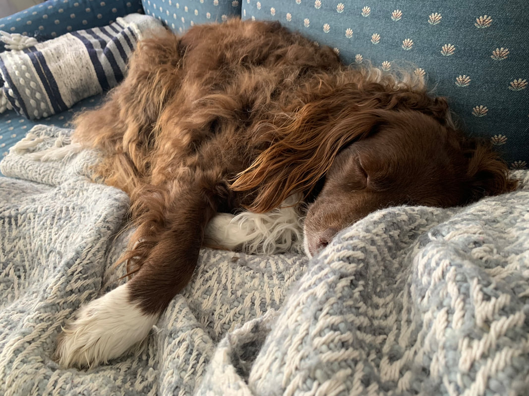 Barrington Barks and Behavior