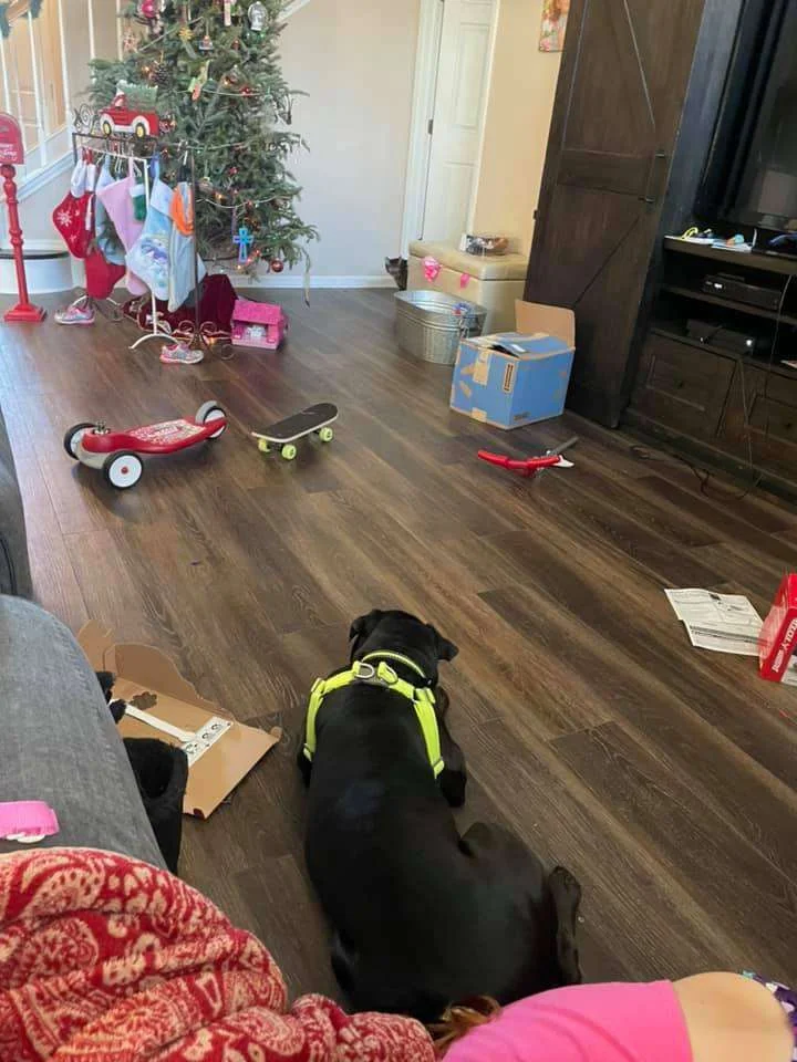 Best Behaved Pups — dog trainer in Jacksonville, FL