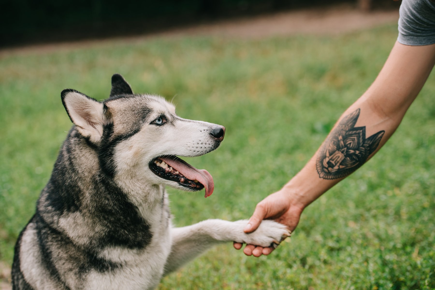 Misfits to Marvels Dog Training