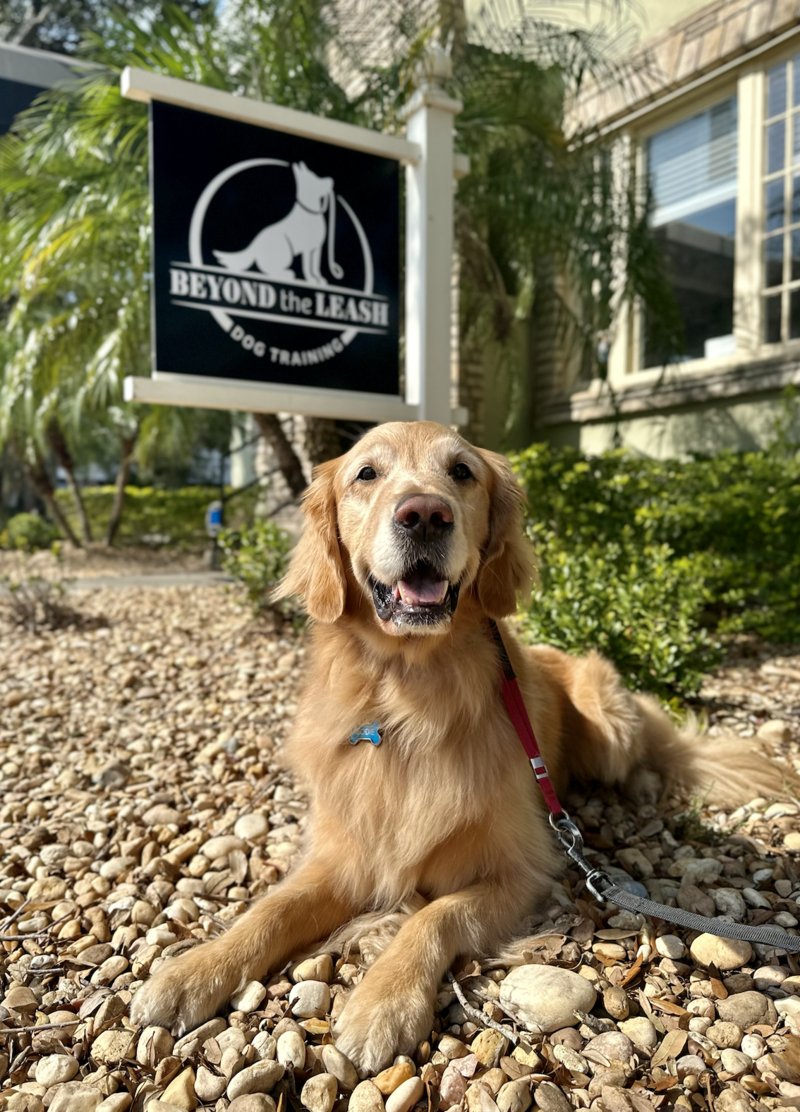 Beyond the Leash Dog Training