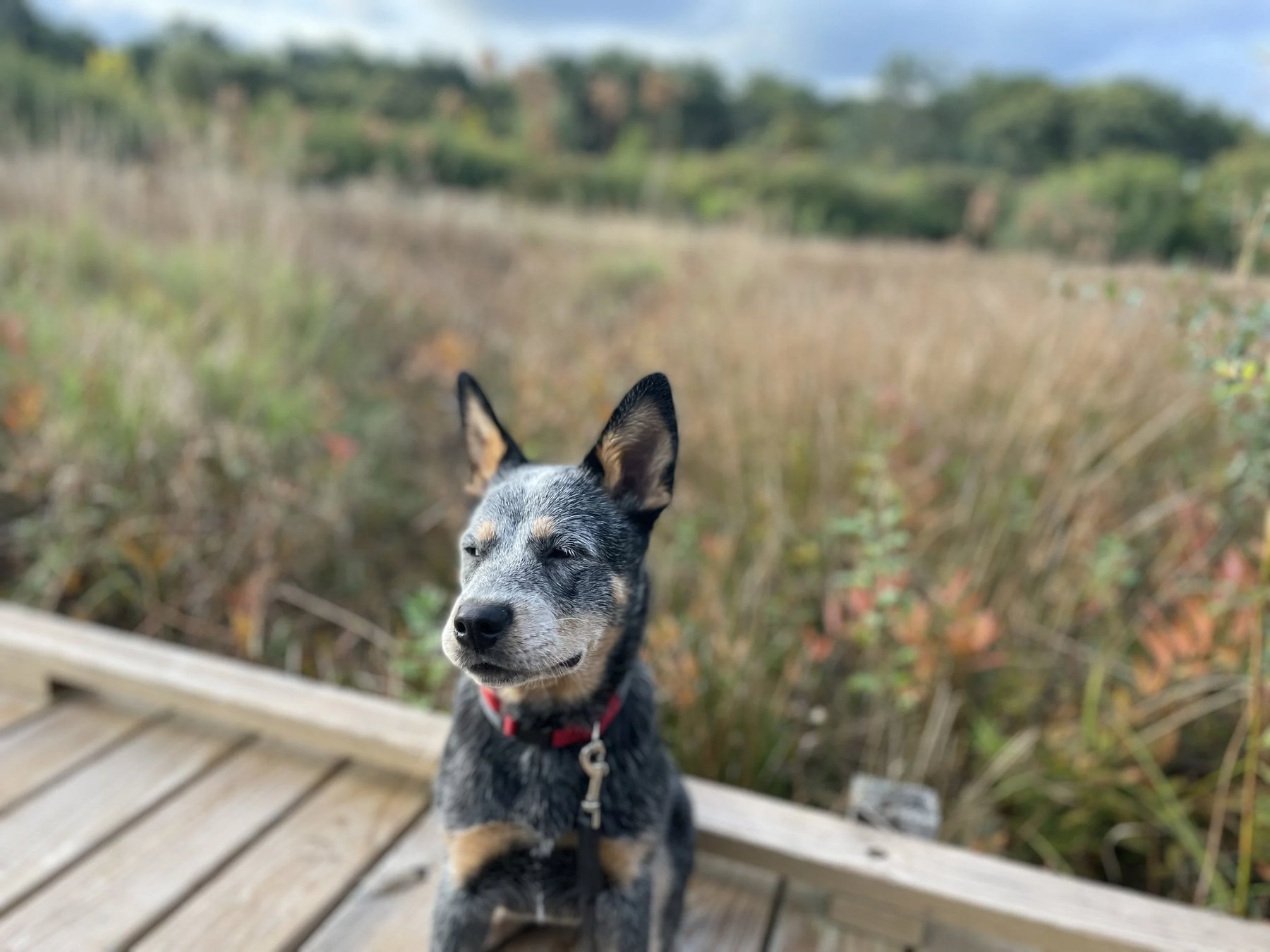 Jeremy Jones Dog Training — dog trainer in Barnstable, MA