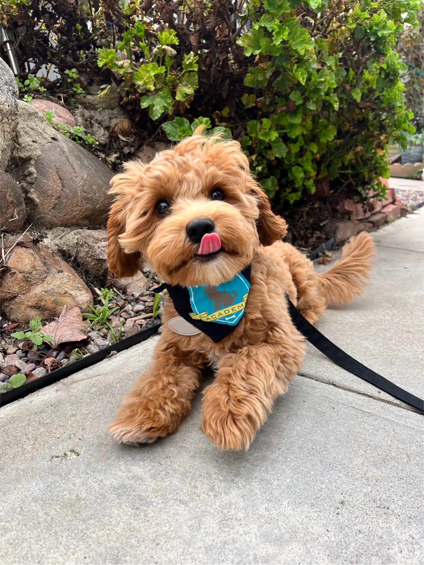 The Puppy Academy