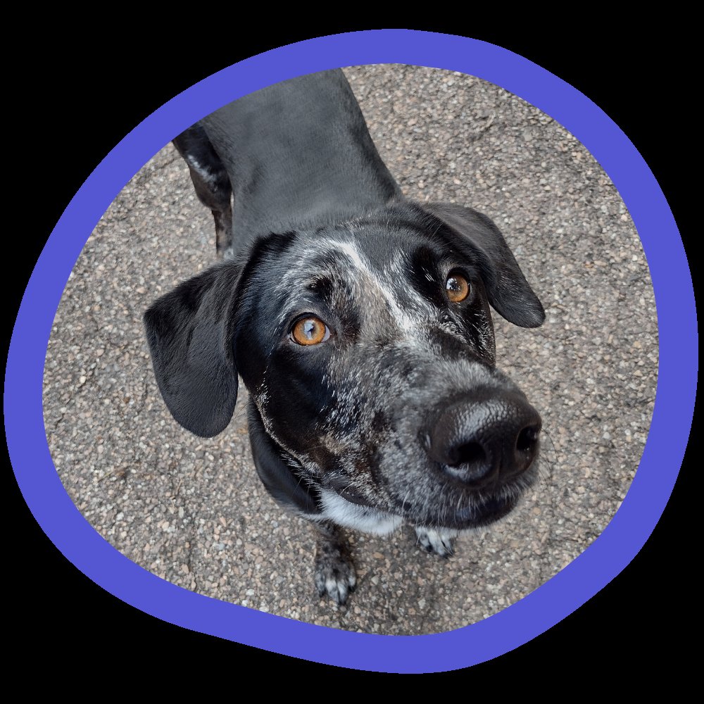 Play Dog Play Training Center