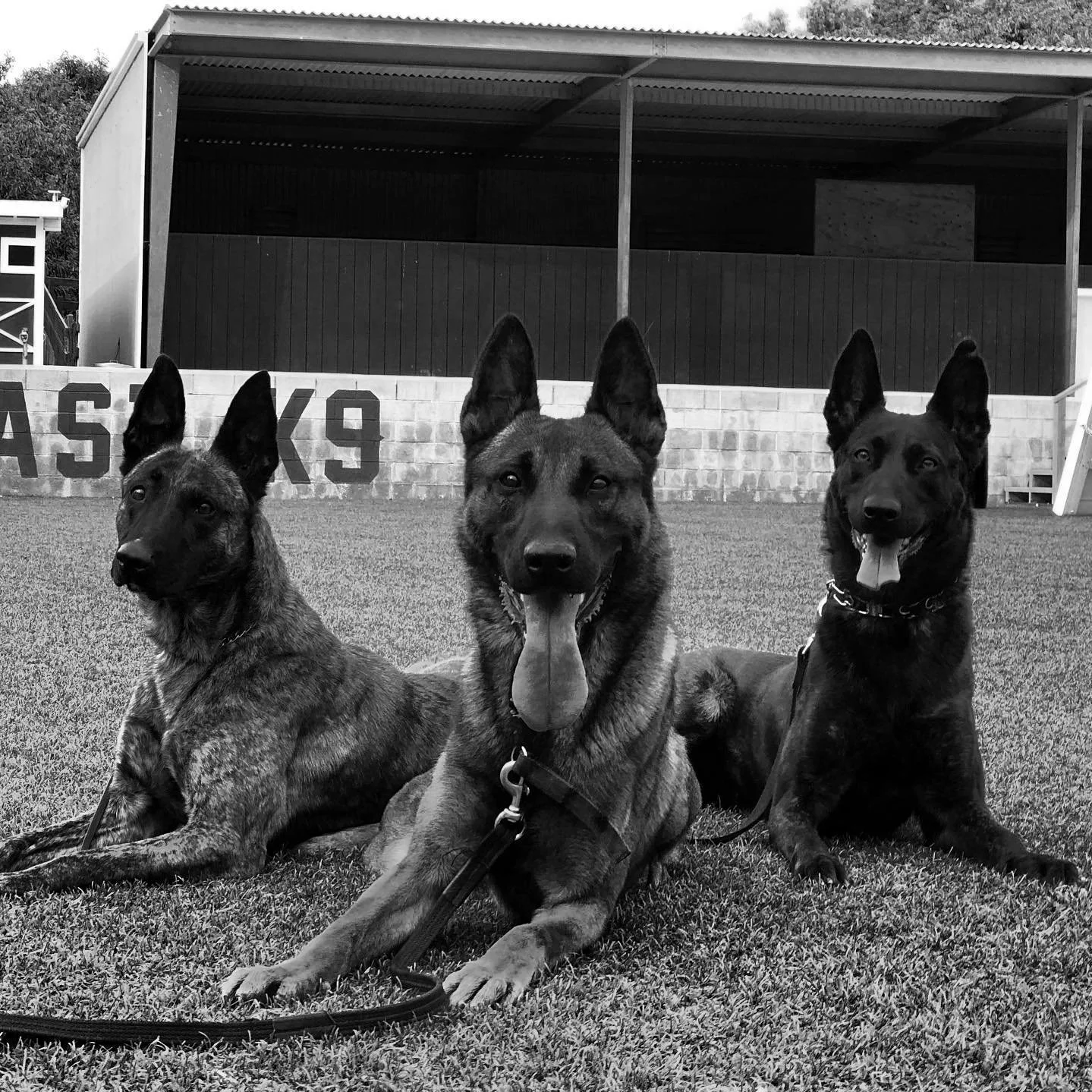 Gold Coast K9