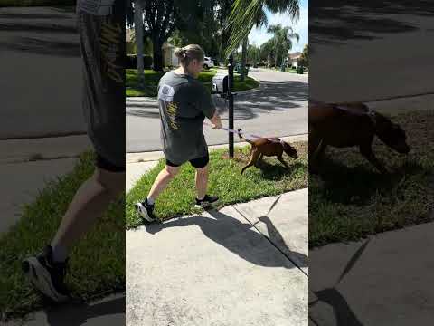 DePaul K9 Academy
