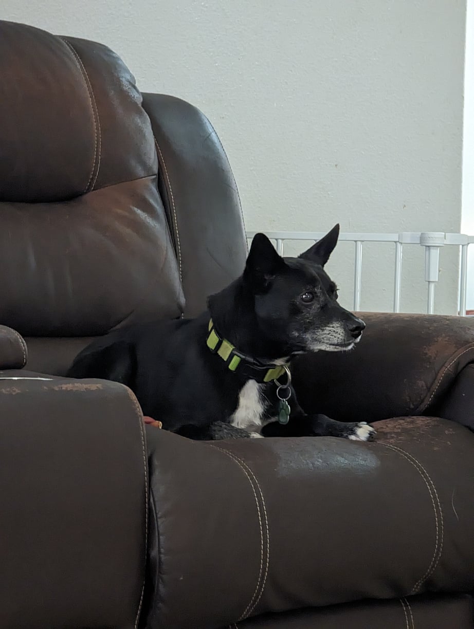 Dog Dash