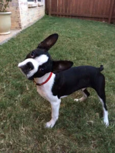 Redeeming Dogs — dog trainer in Dallas, TX