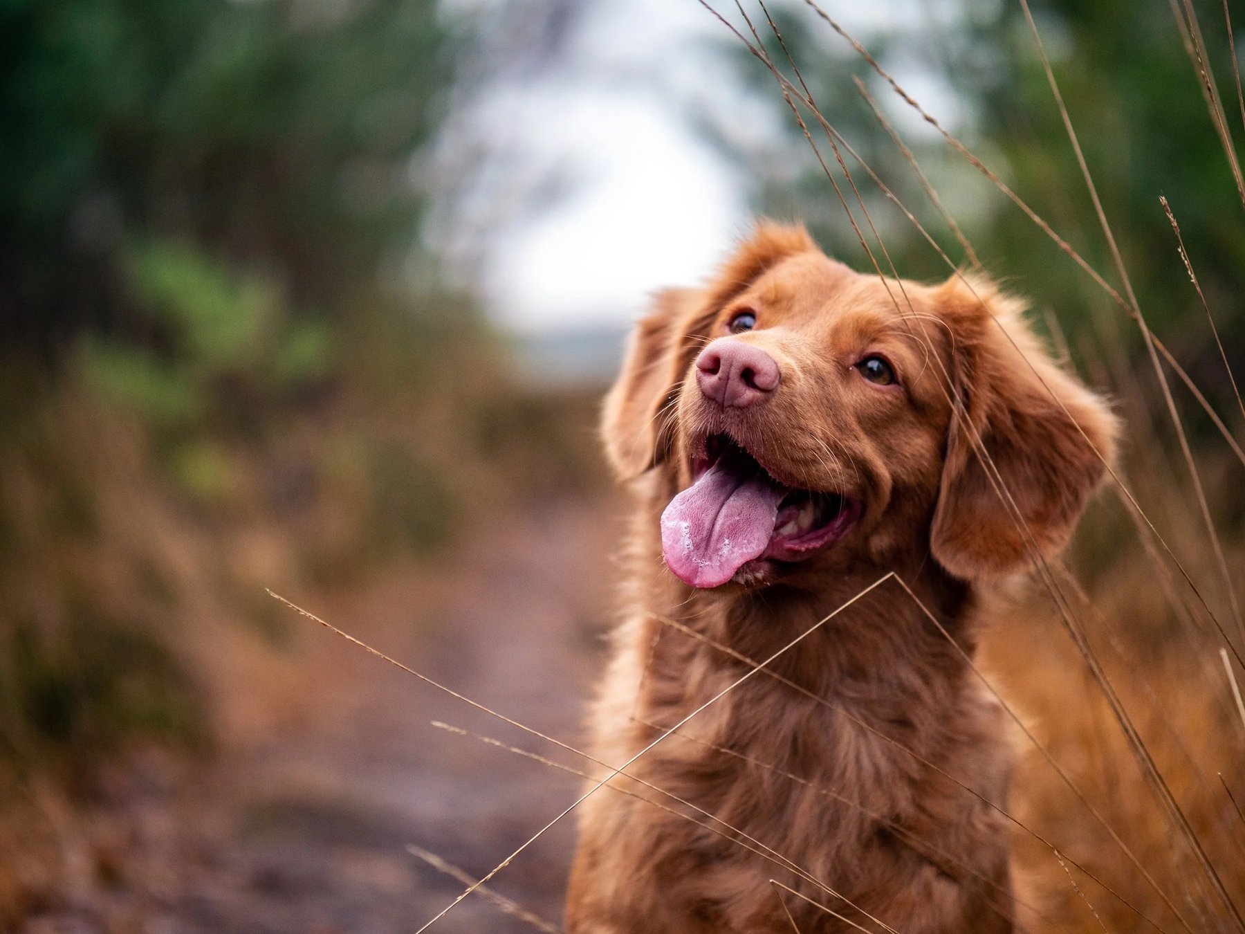 Opportunity Barks