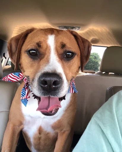 Scouts Kennel Club LLC — dog trainer in North Metro Atlanta, GA