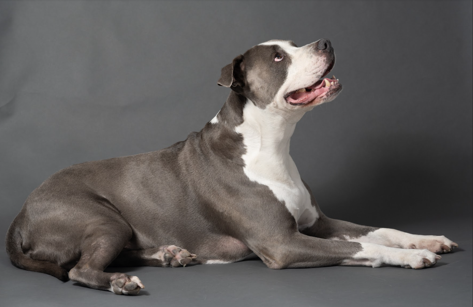 The Big Click Dog Training