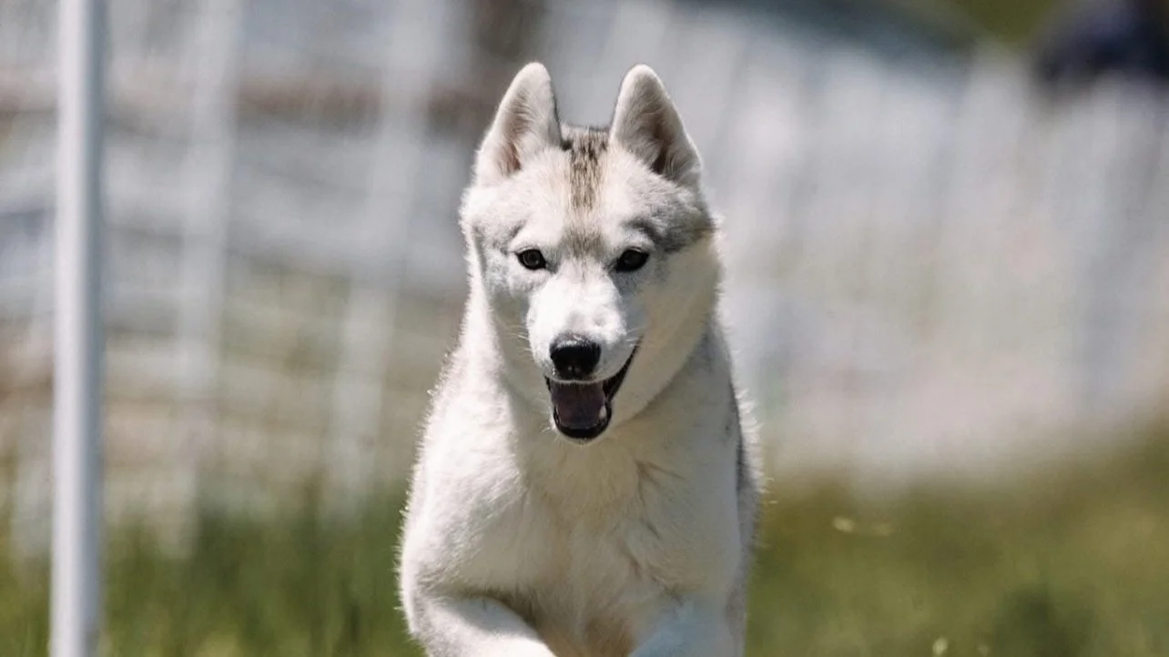 Dog And Me Learning Center — dog trainer in Pensacola, FL