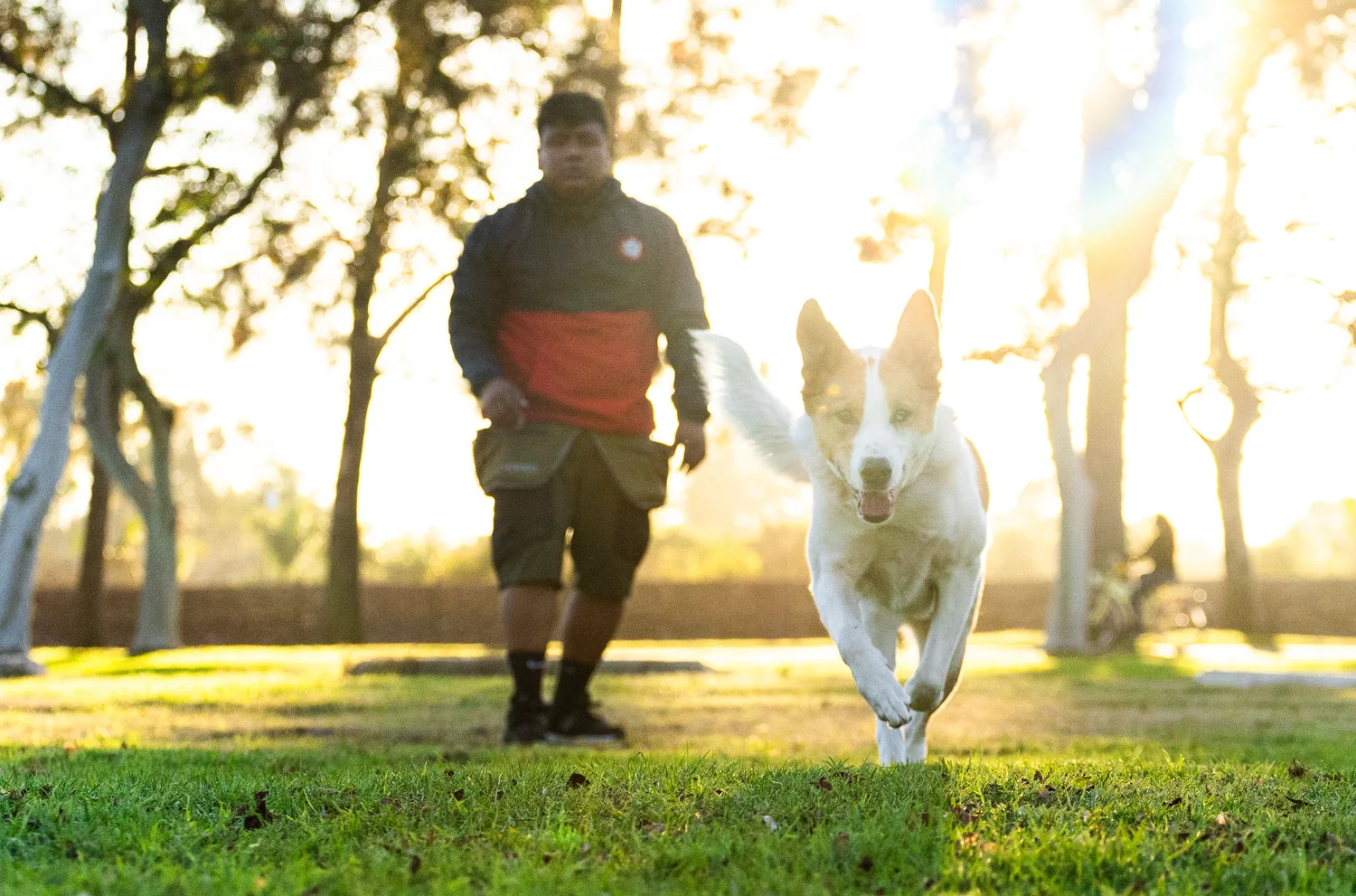 Paws Up Dog Training®