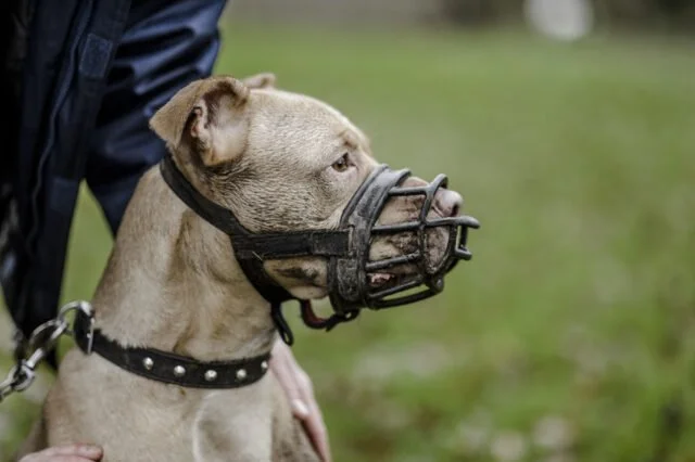 Freedom of Dog Training Academy