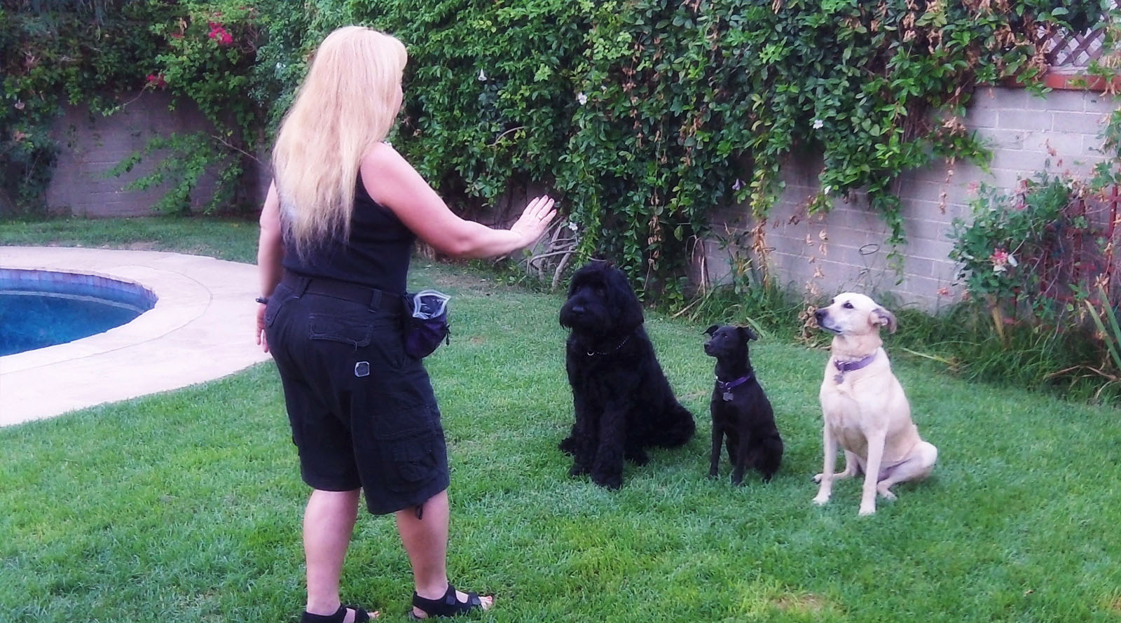 LA’s Dog Trainer