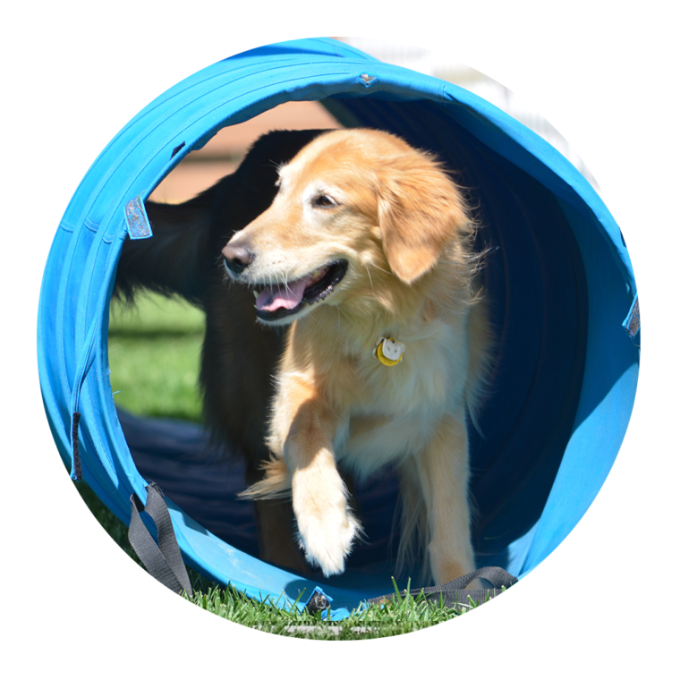 San Diego Pet Training