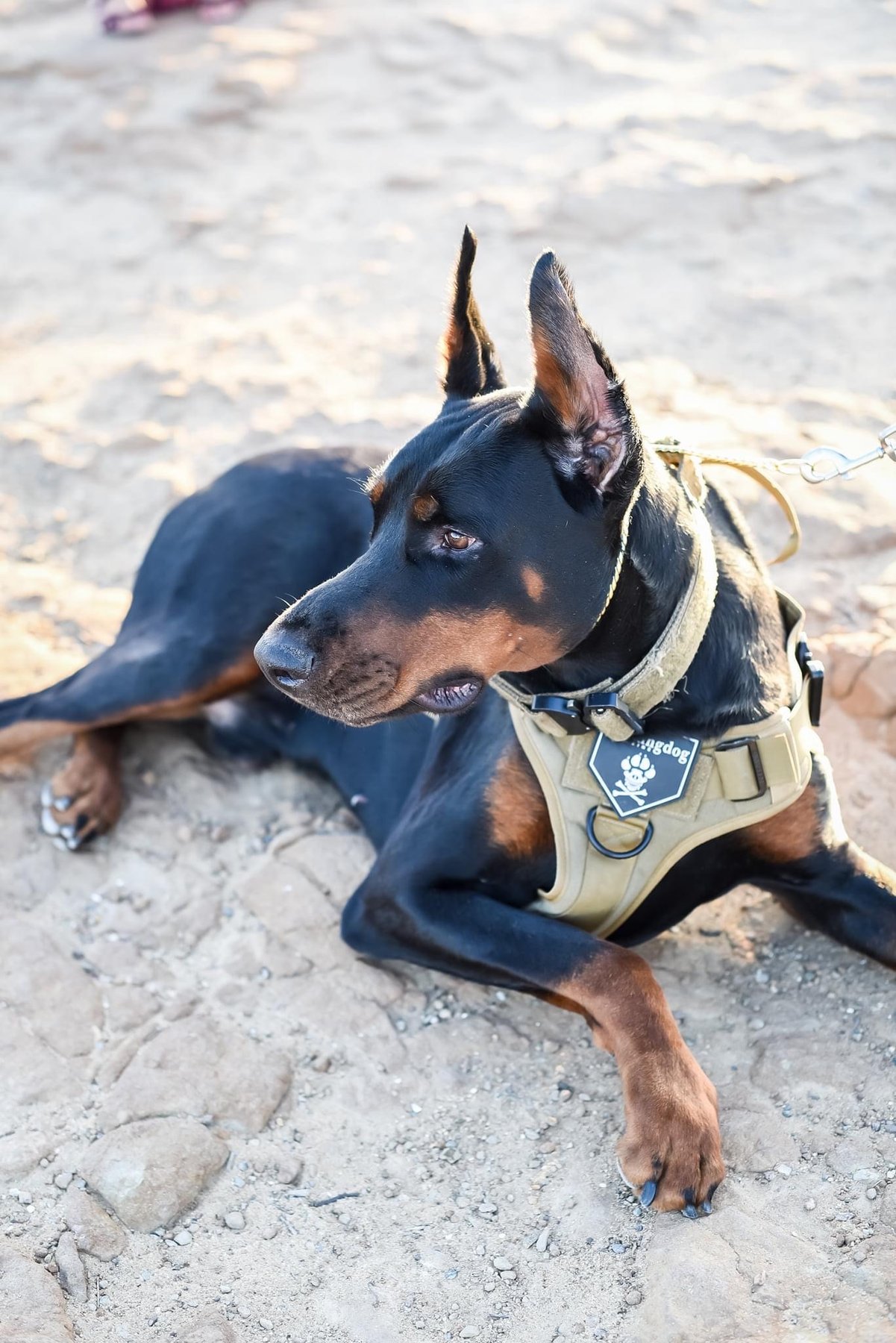 Hochburg K9