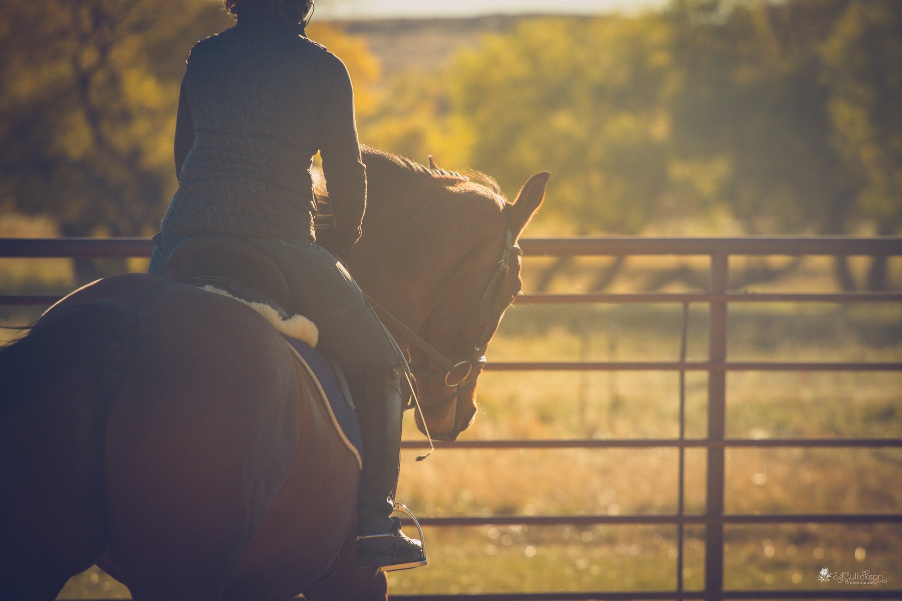 Heart T Ranch Stockdogs