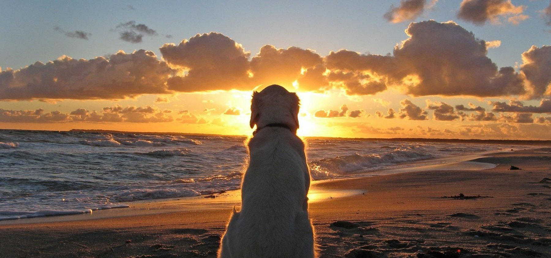 Ocean Ridge K9