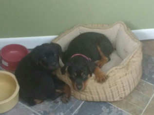 Puppies Pause Training