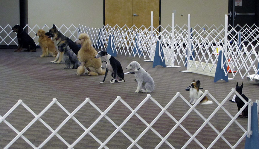 Emerald Dog Obedience Club Inc
