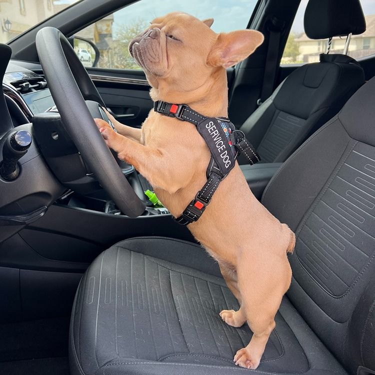 Lone Star Dog Training and Care