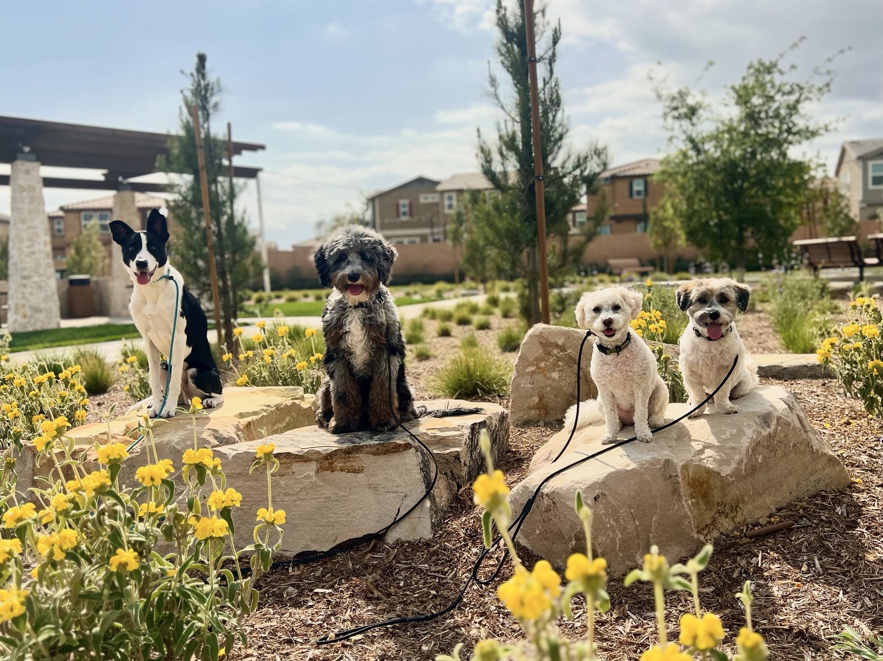 The Precious Pack