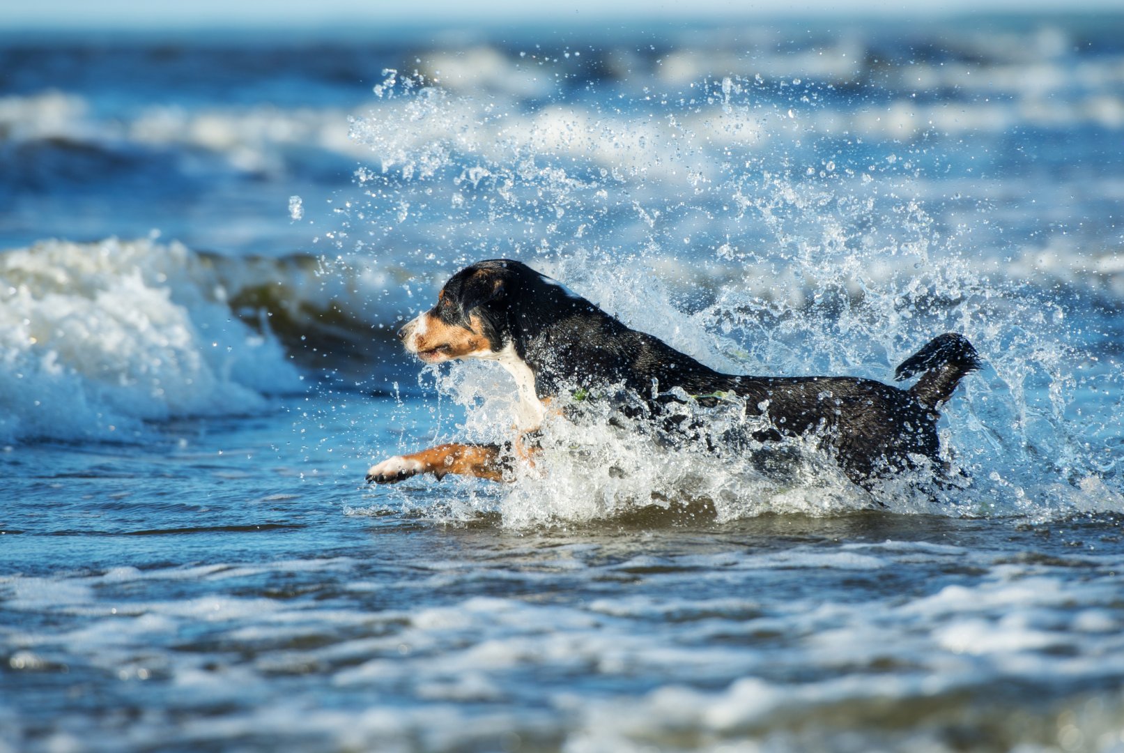 Momentum K9 Dog Training
