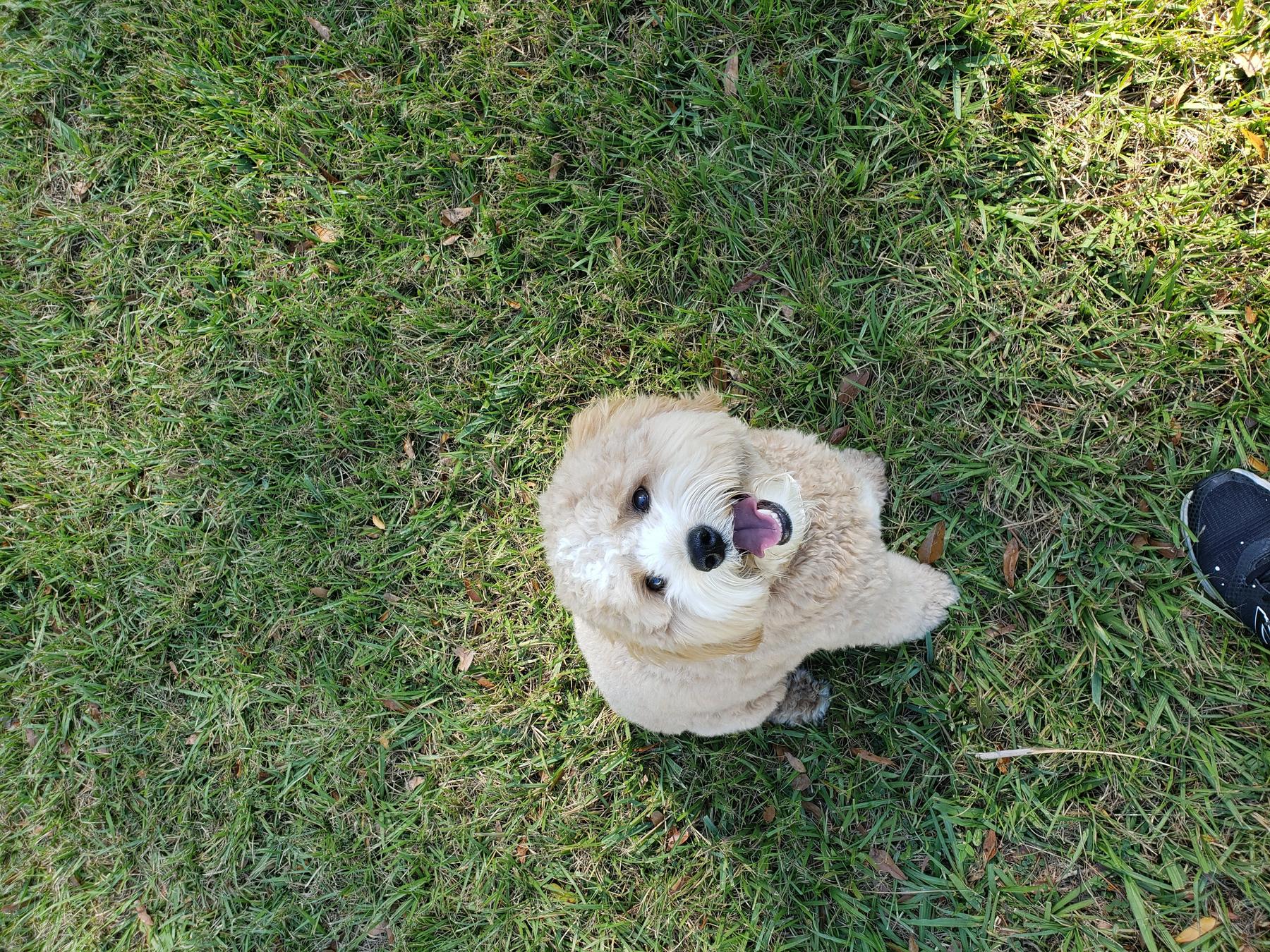 The Groovy Puppy Tampa