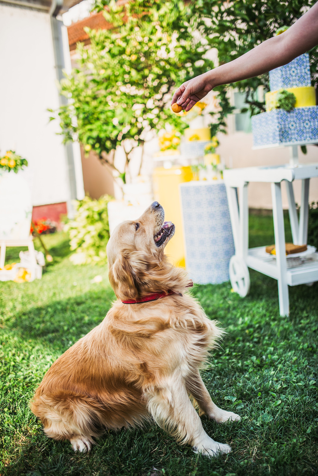 Pawfessional K-9 Training