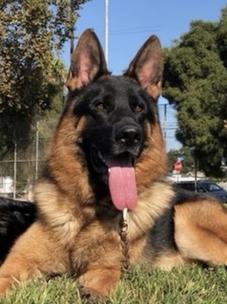 Oak Glen Kennels German Shepherds And All Breed Grooming