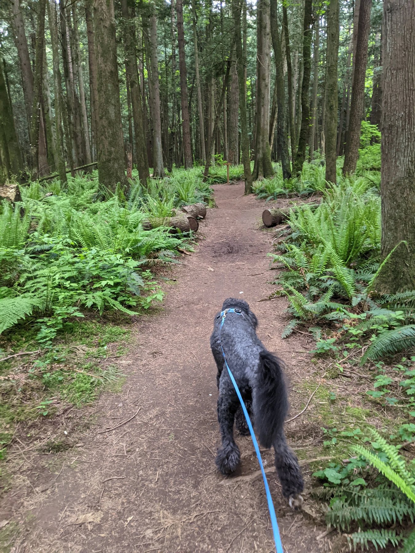 The Clever Canine — dog trainer in Bellingham, WA