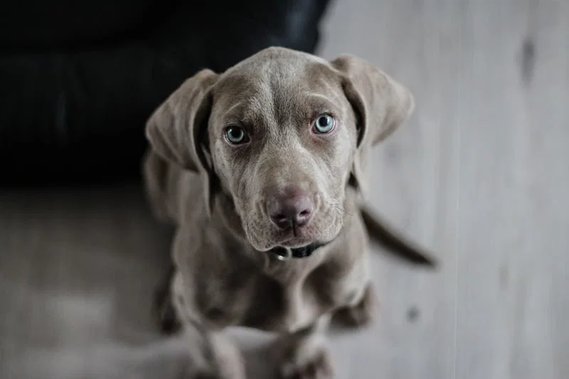 K9-Coach Home Dog Training