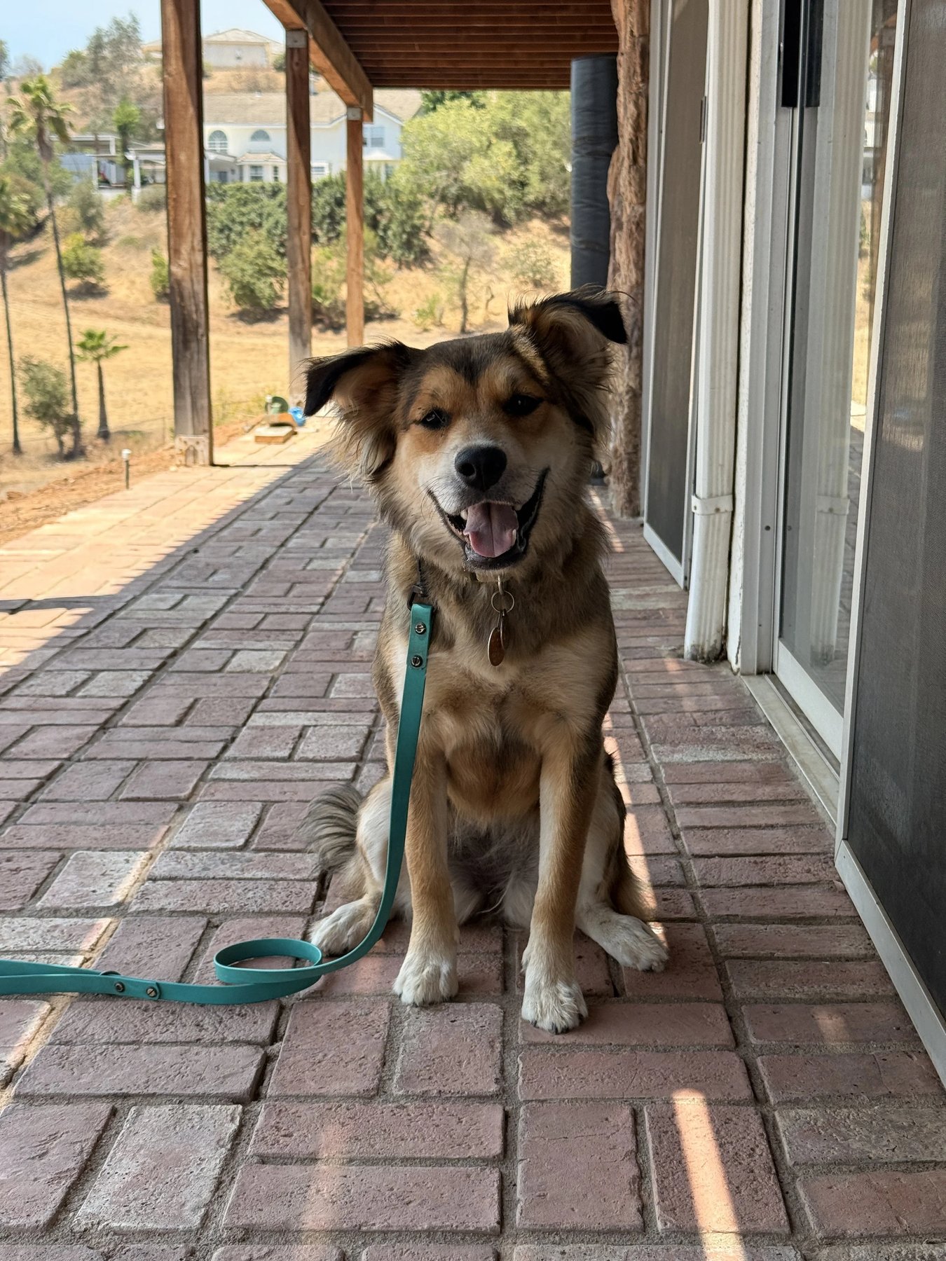 Pat’s Pack Dog Training
