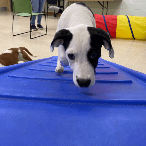 Monmouth County SPCA
